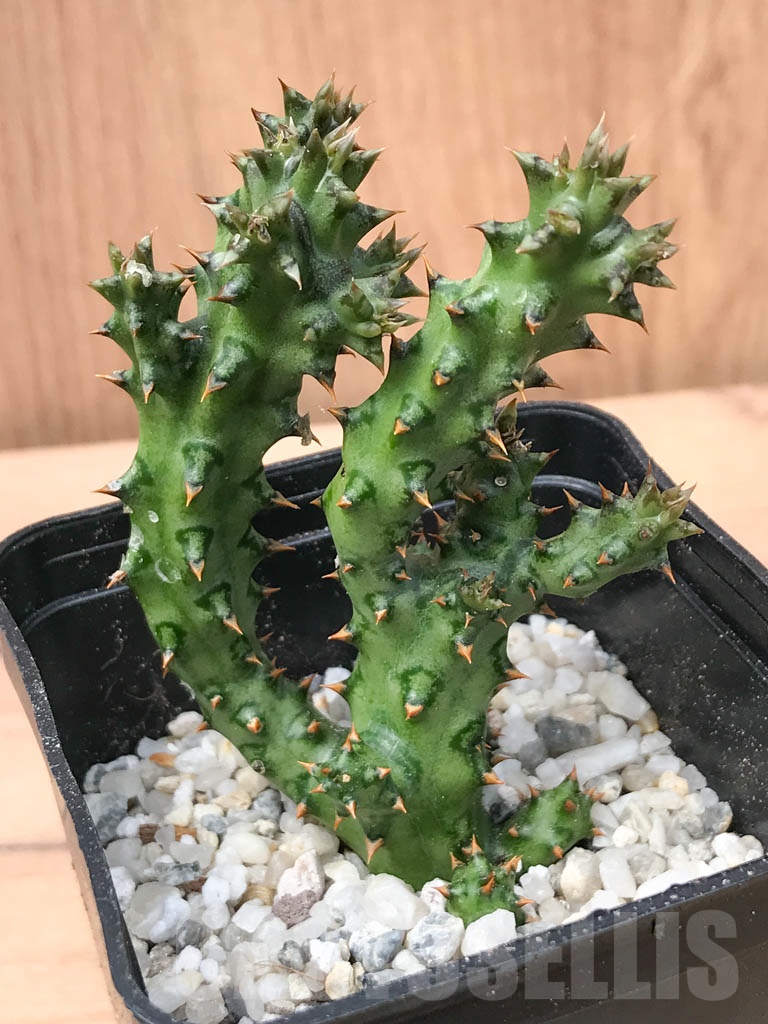 SHPR9314 Edithcolea grandis - Image 6