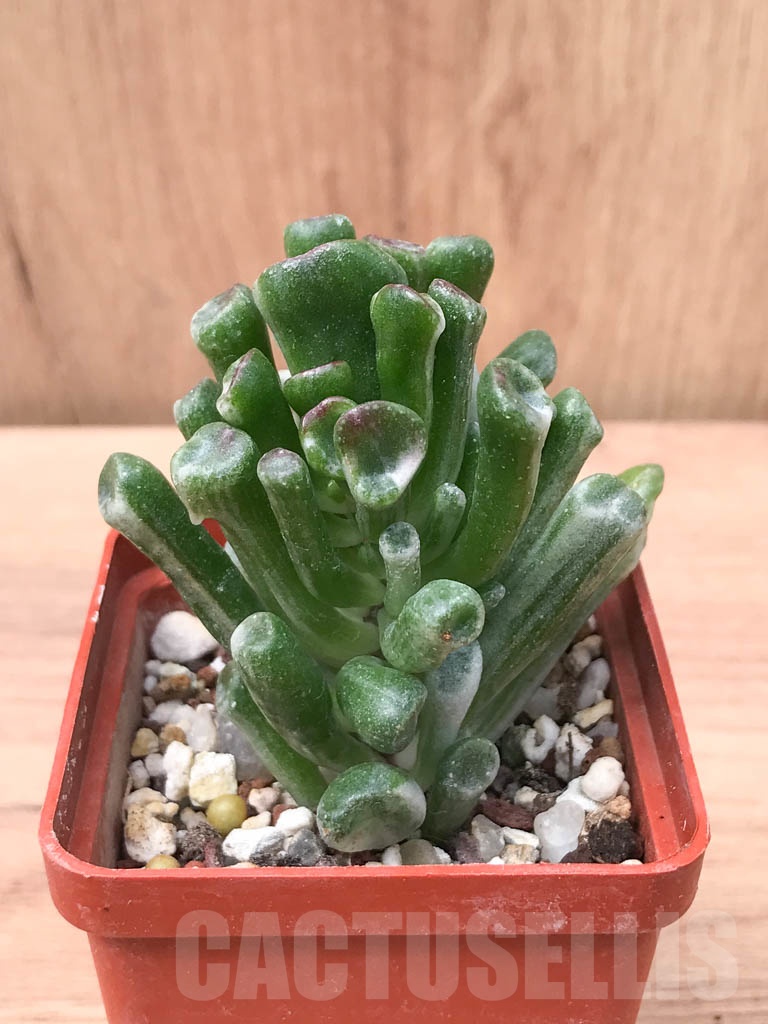 SHPR9315 Crassula ovata ‘Gollum’ variegated - Image 2
