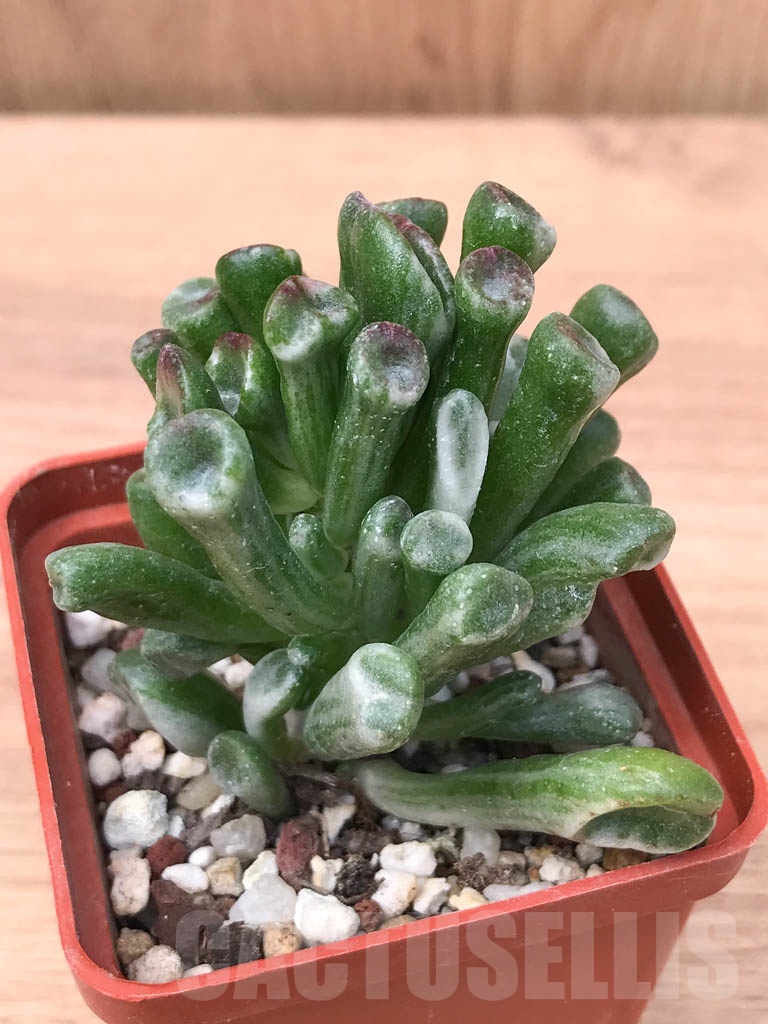 SHPR9315 Crassula ovata ‘Gollum’ variegated