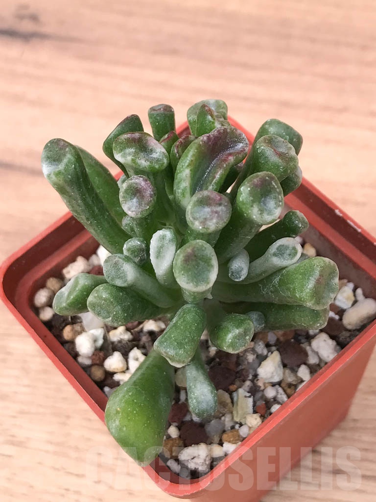 SHPR9315 Crassula ovata ‘Gollum’ variegated - Image 4
