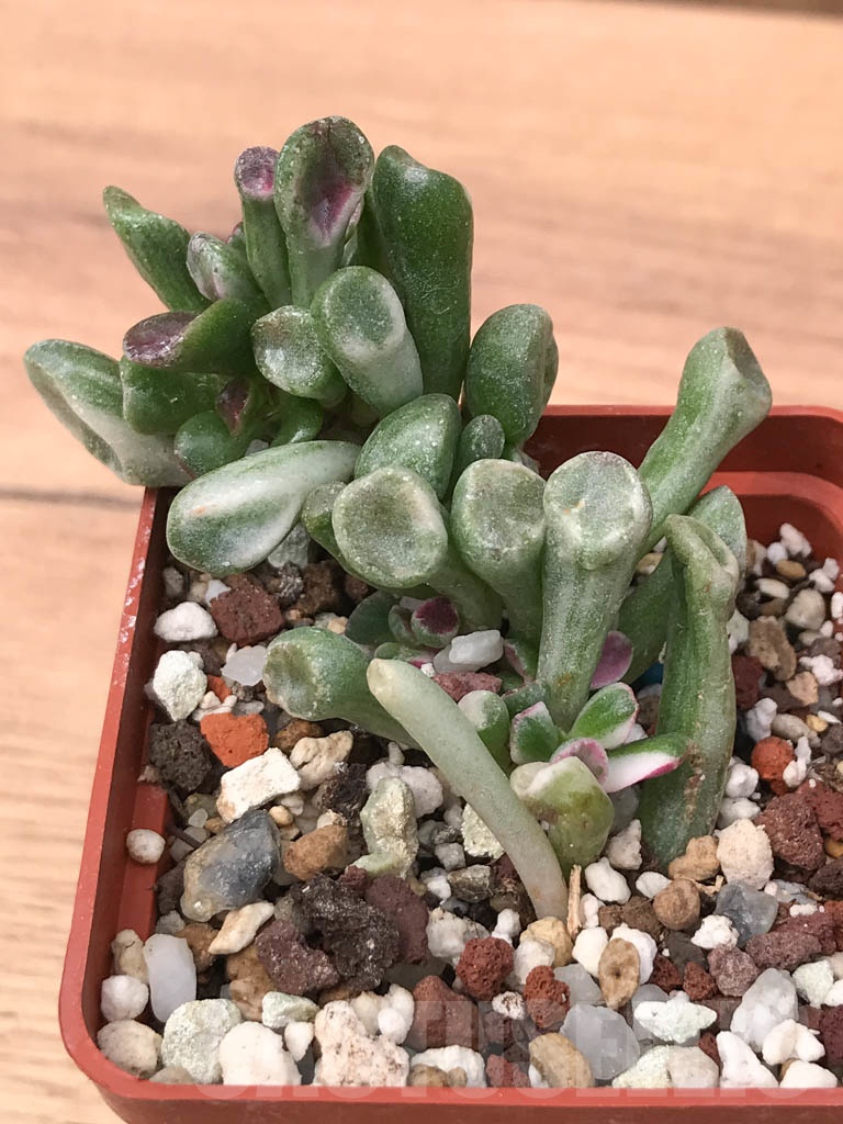 SHPR9315 Crassula ovata ‘Gollum’ variegated - Image 5