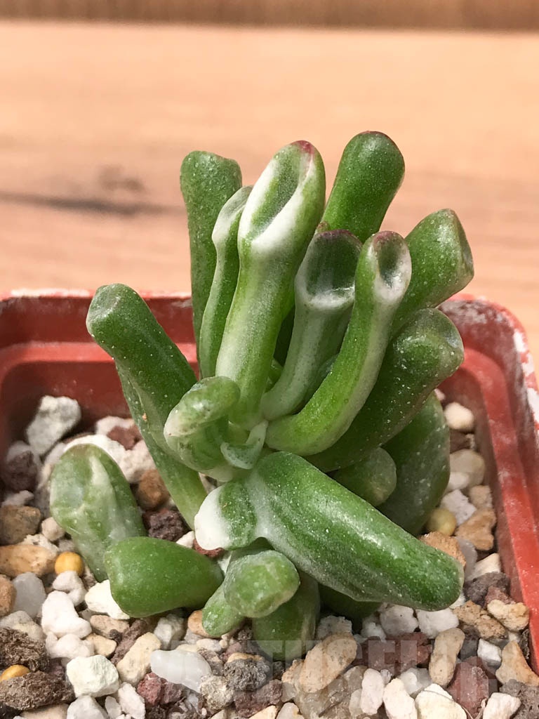 SHPR9315 Crassula ovata ‘Gollum’ variegated - Image 6
