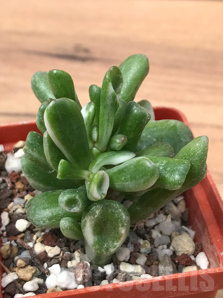 SHPR9315 Crassula ovata ‘Gollum’ variegated - Image 7