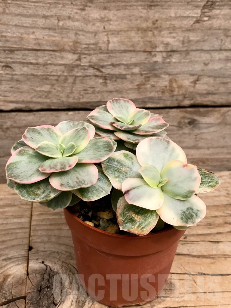 SHPR9320 Echeveria ‘Suyon’ variegated - Image 2