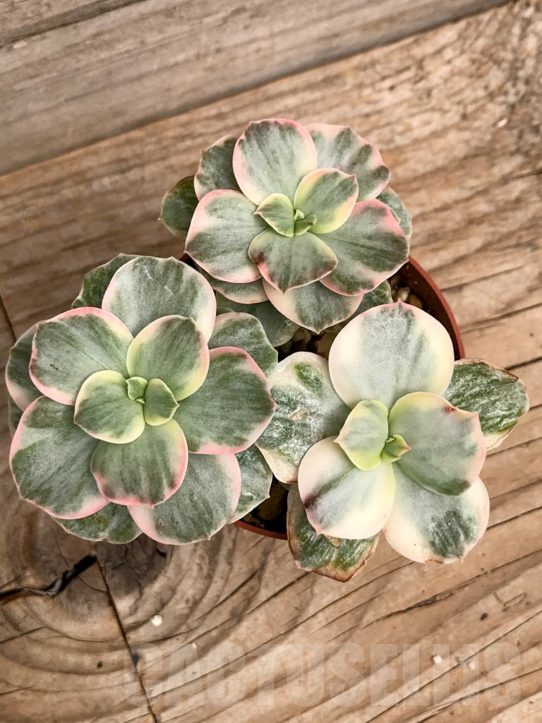 SHPR9320 Echeveria ‘Suyon’ variegated
