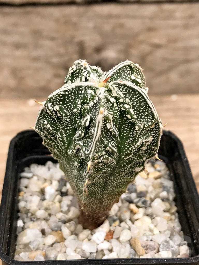 SHPR9326 Astrophytum myriostigma cv. Fukuryu multihybrid - Image 2