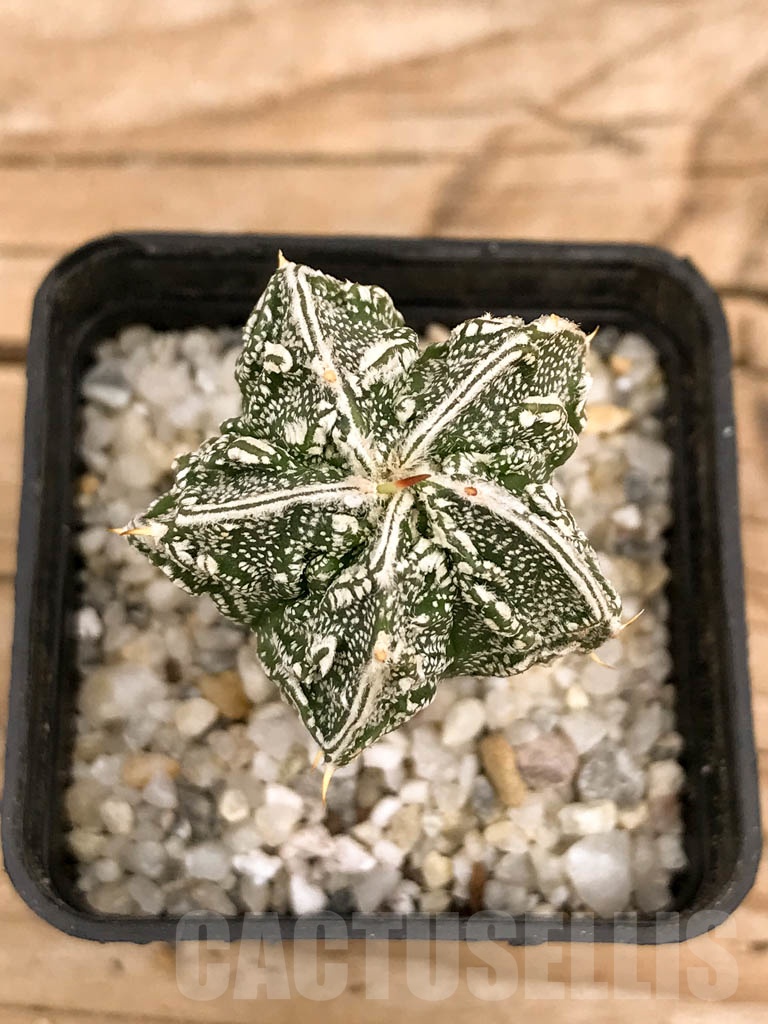 SHPR9326 Astrophytum myriostigma cv. Fukuryu multihybrid
