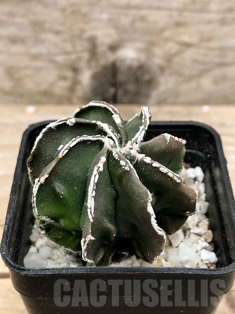 SHPR9338 Astrophytum myriostigma cv. Fukuryu multihybrid - Image 2