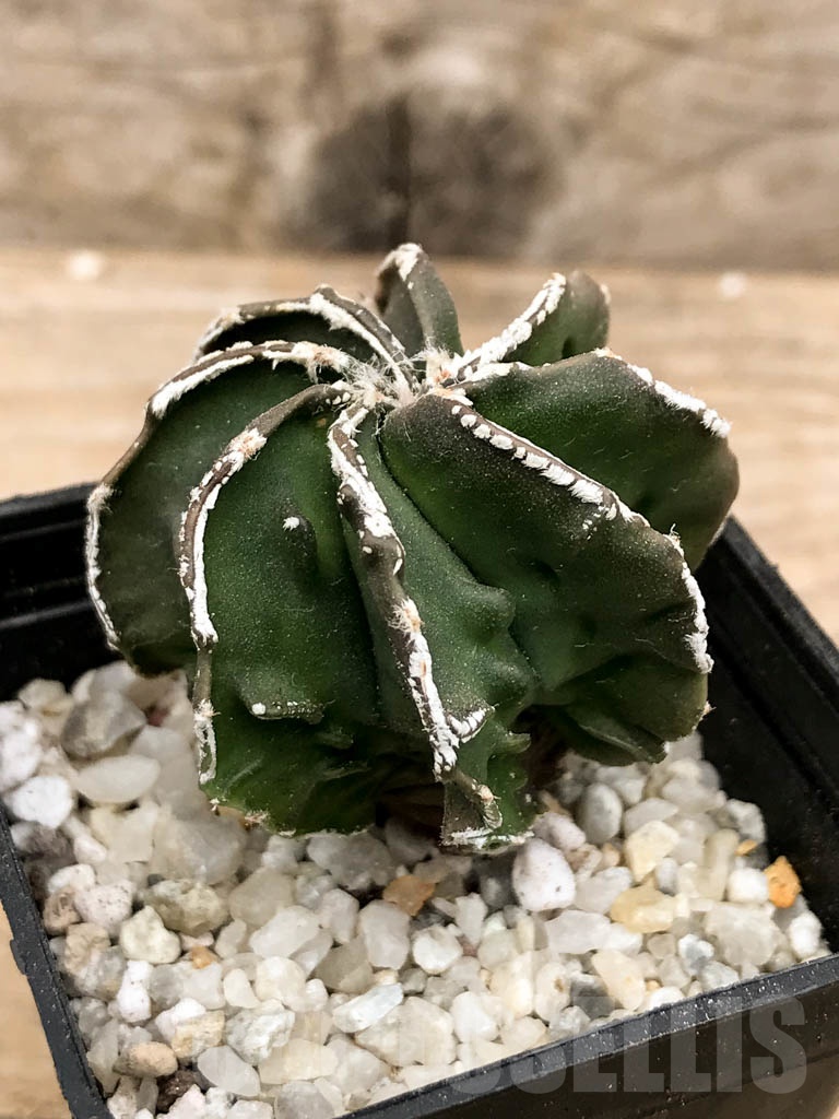 SHPR9338 Astrophytum myriostigma cv. Fukuryu multihybrid