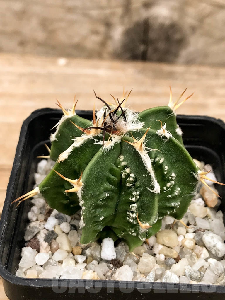 SHPR9339 Astrophytum myriostigma cv. Fukuryu multihybrid - Image 2