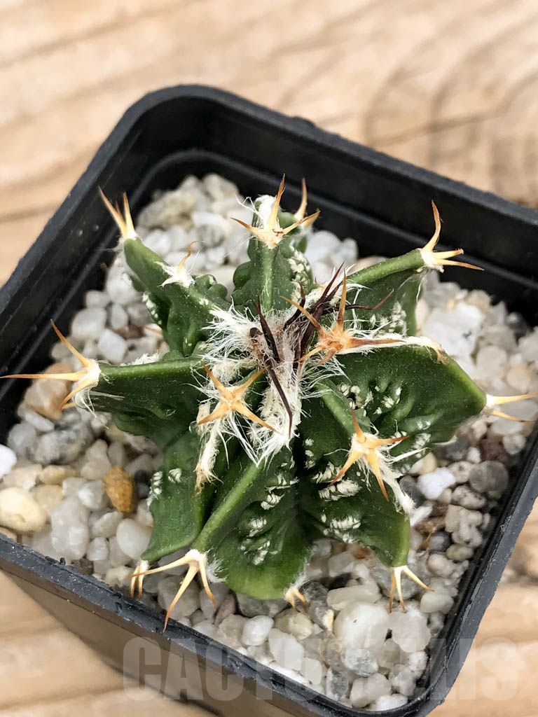 SHPR9339 Astrophytum myriostigma cv. Fukuryu multihybrid