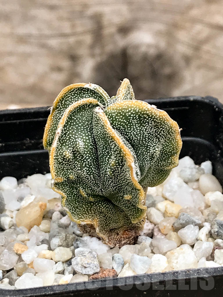 SHPR9341 Astrophytum myriostigma cv. Fukuryu multihybrid