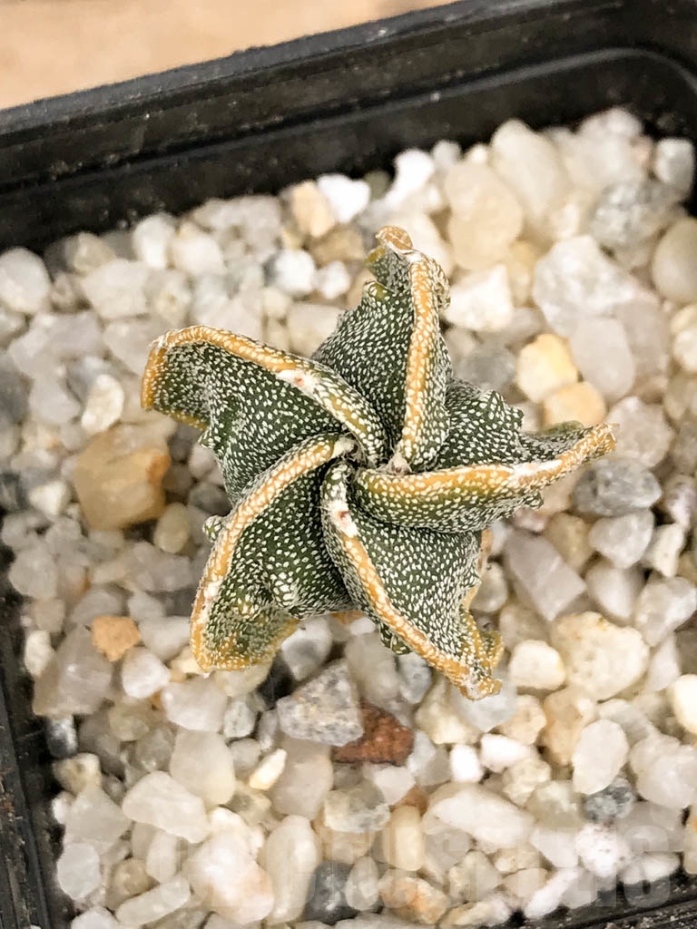 SHPR9341 Astrophytum myriostigma cv. Fukuryu multihybrid – Bild 2