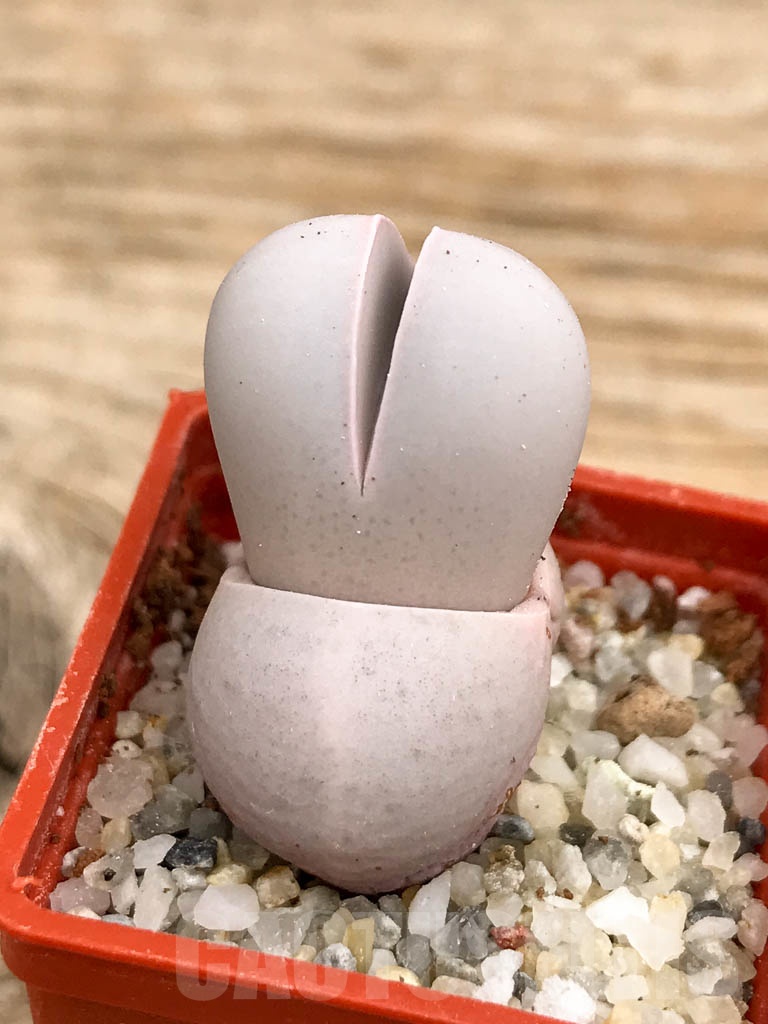 SHPR9344 Dinteranthus wilmotianus augrabies falls