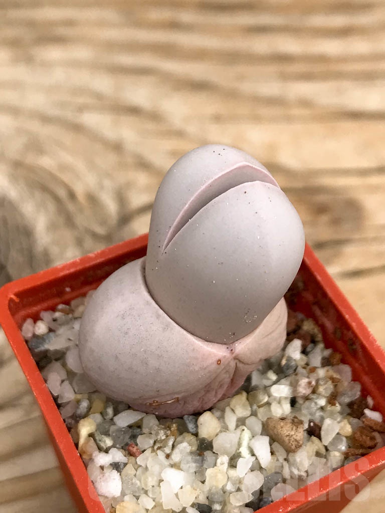 SHPR9344 Dinteranthus wilmotianus augrabies falls - immagine 2