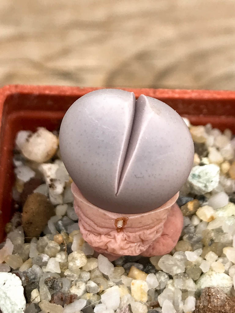 SHPR9344 Dinteranthus wilmotianus augrabies falls - immagine 3