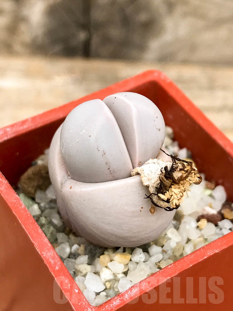 SHPR9344 Dinteranthus wilmotianus augrabies falls - immagine 4