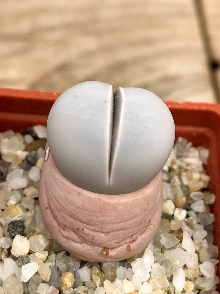 SHPR9344 Dinteranthus wilmotianus augrabies falls - immagine 5