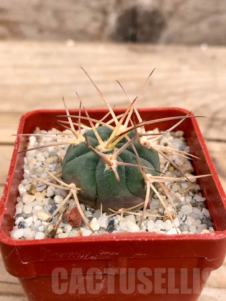 SHPR9345 Gymnocalycium cardenasianum, white spines - Image 2