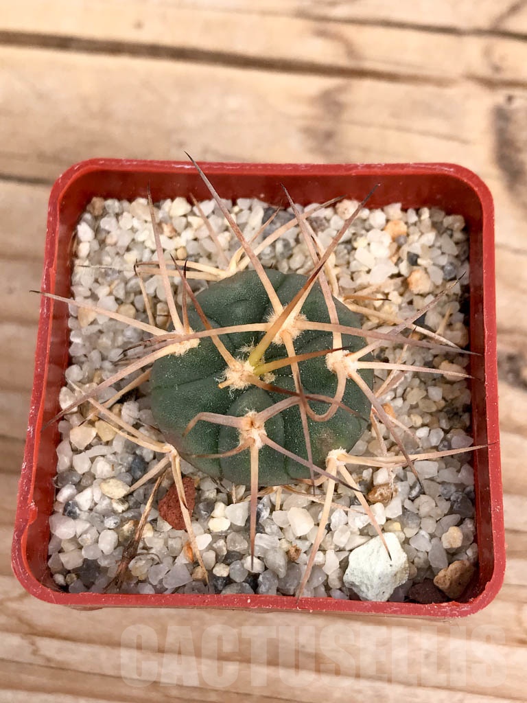 SHPR9345 Gymnocalycium cardenasianum, white spines
