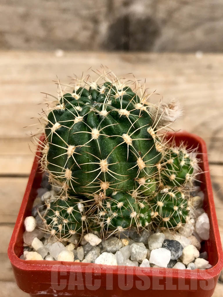 SHPR9349 Lobivia tiegeliana v. pusilla