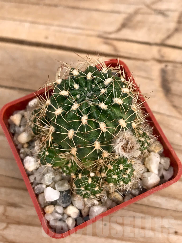 SHPR9349 Lobivia tiegeliana v. pusilla - Imagen 2