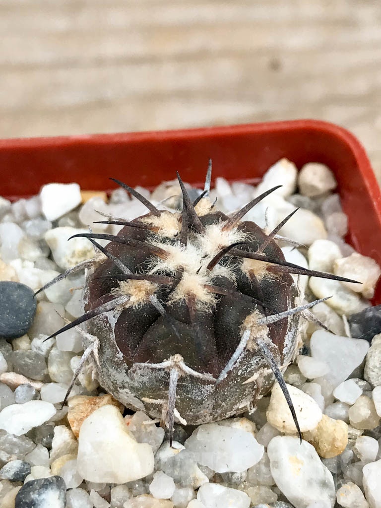 SHPR9350 Gymnocalycium spegazzinii var major - Image 2