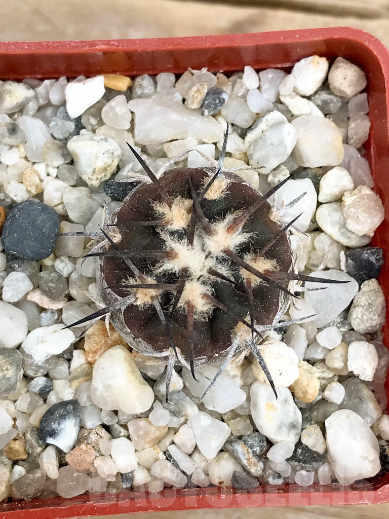 SHPR9350 Gymnocalycium spegazzinii var major