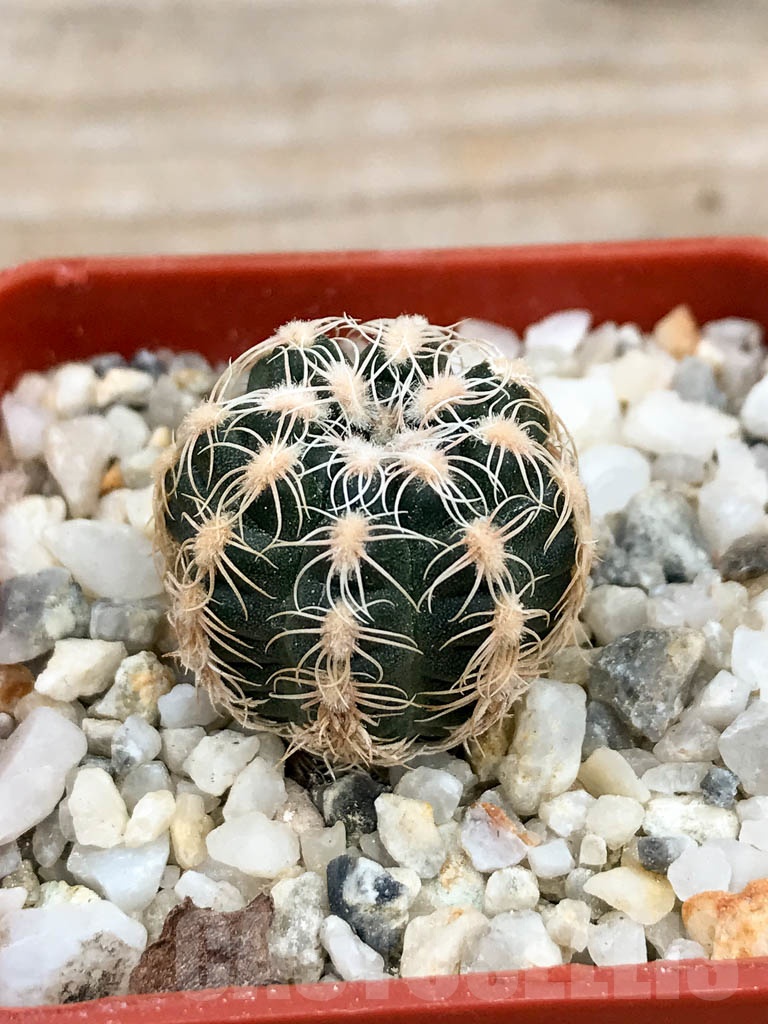 SHPR9351 Gymnocalycium bruchii