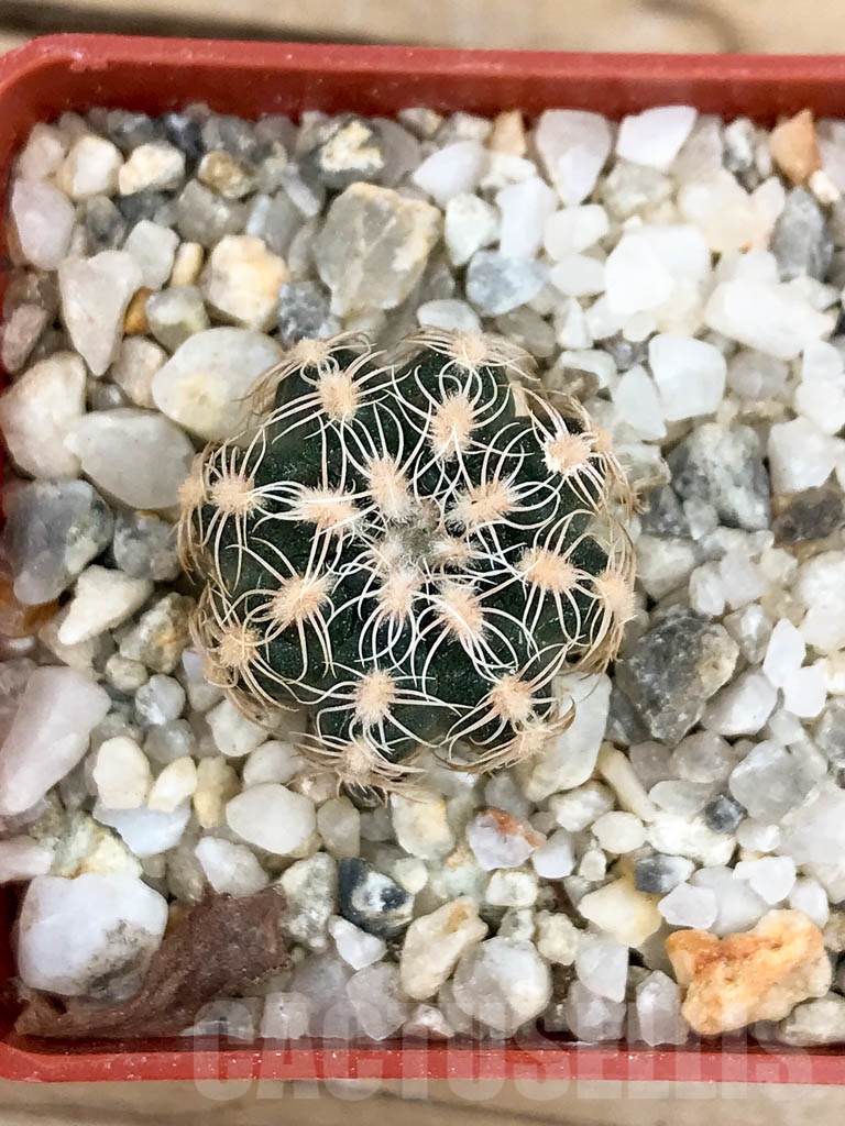 SHPR9351 Gymnocalycium bruchii - Image 2