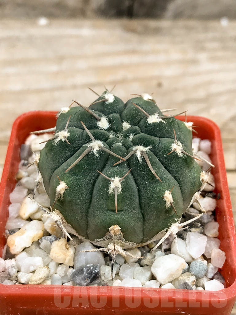 SHPR9352 Gymnocalycium vatteri