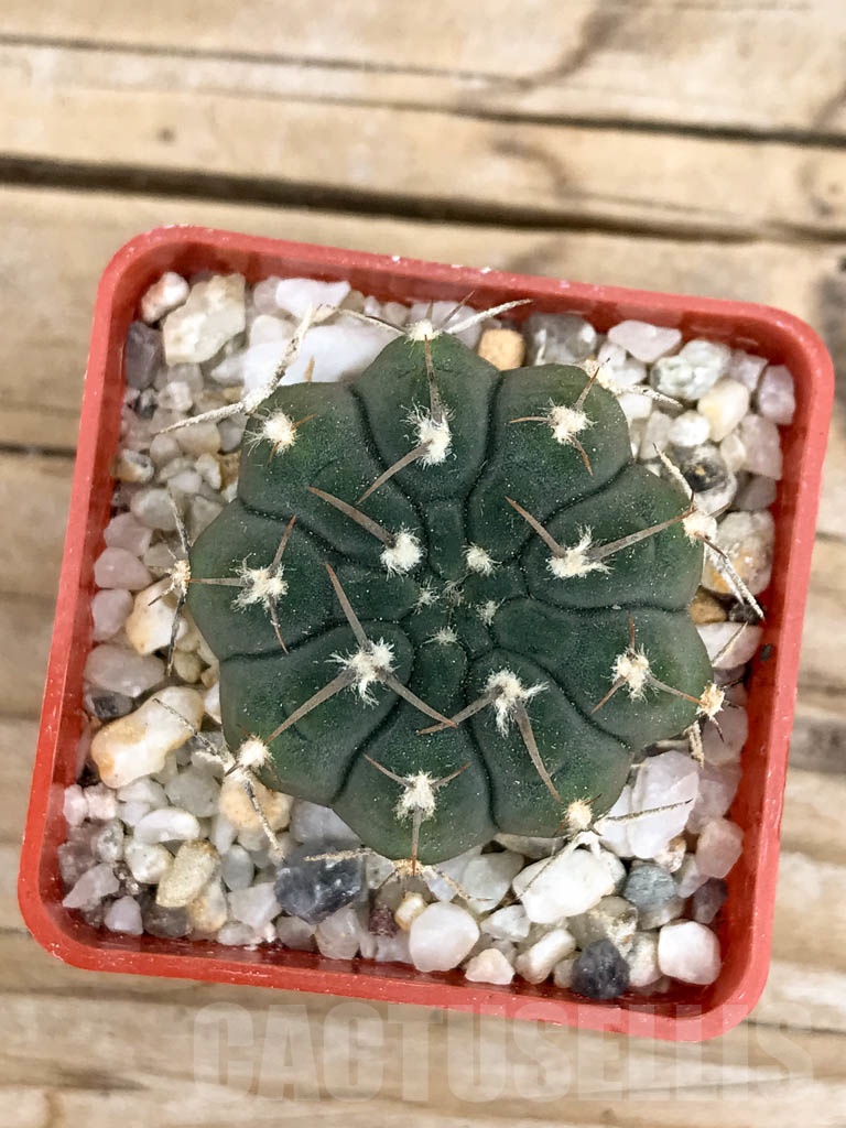 SHPR9352 Gymnocalycium vatteri - Image 2