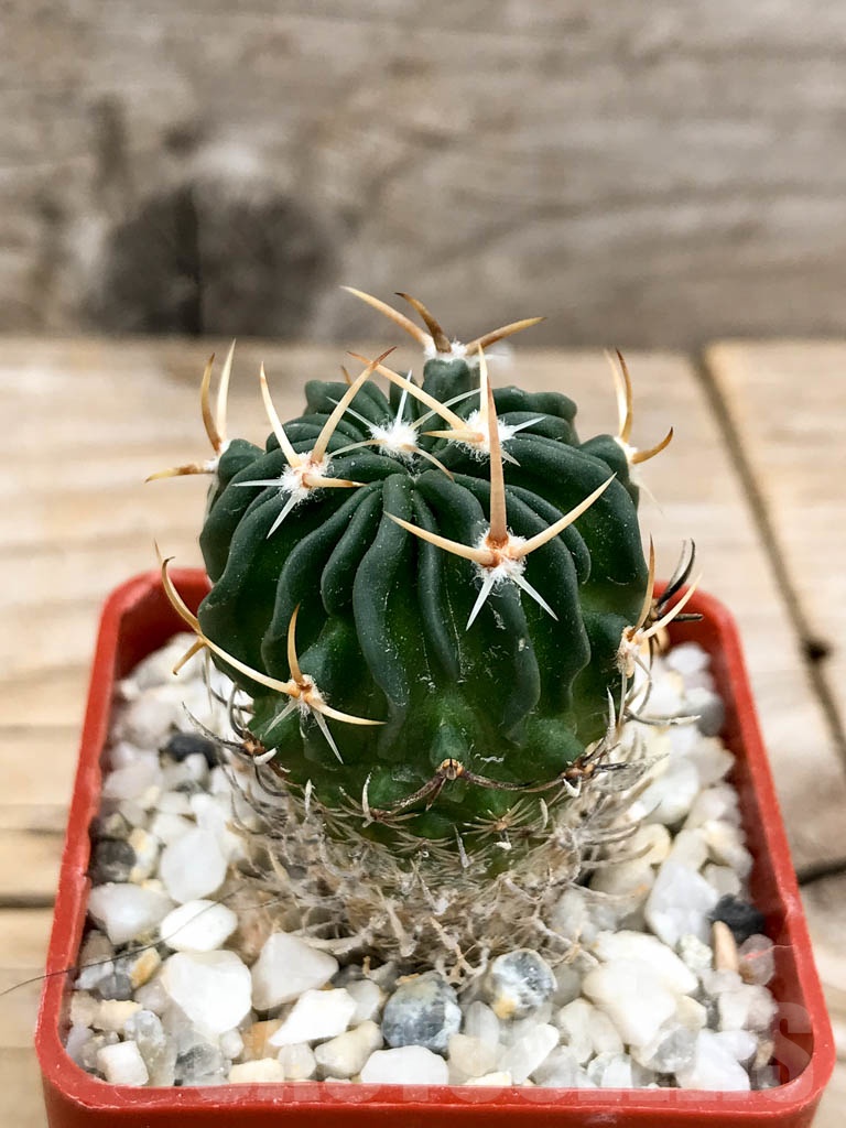 SHPR9353 Echinofossulocactus hastatus - Image 2