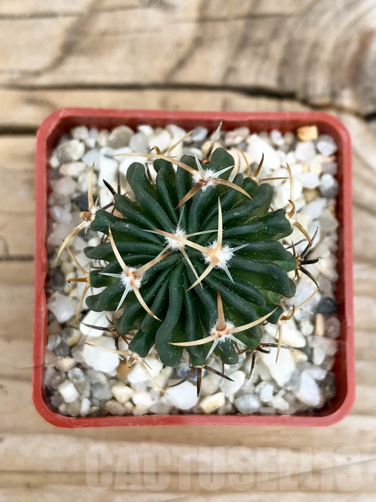 SHPR9353 Echinofossulocactus hastatus - Image 3