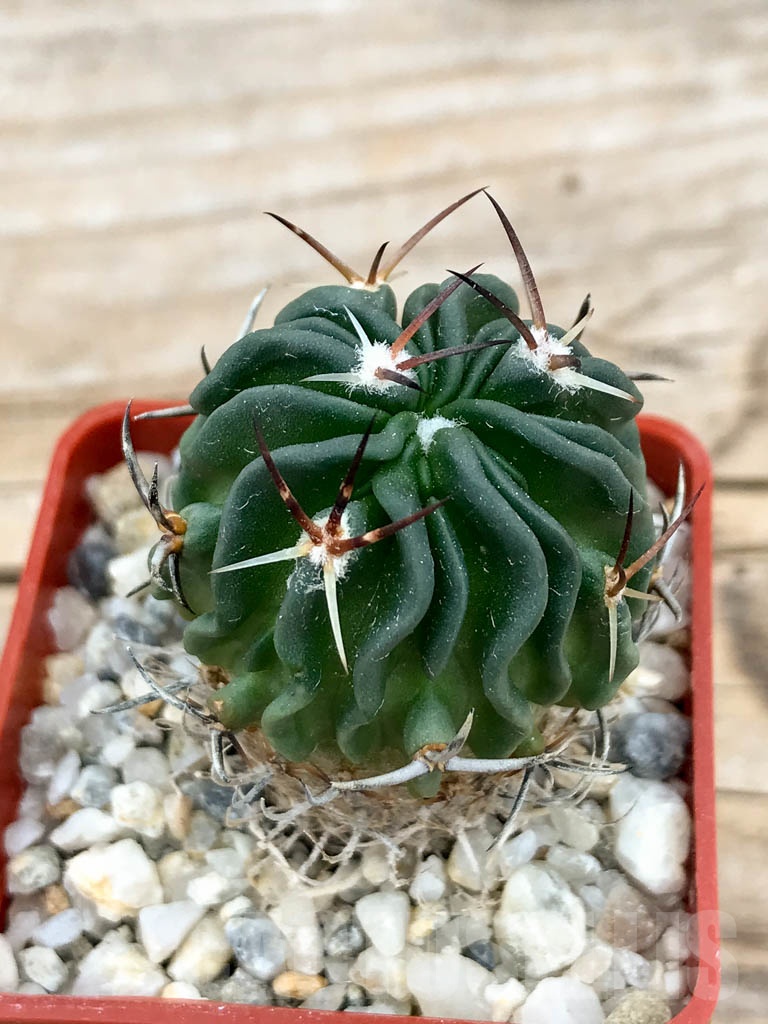 SHPR9353 Echinofossulocactus hastatus