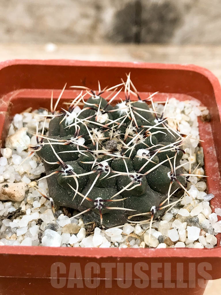 SHPR9358 Gymnocalycium kieslingii L53