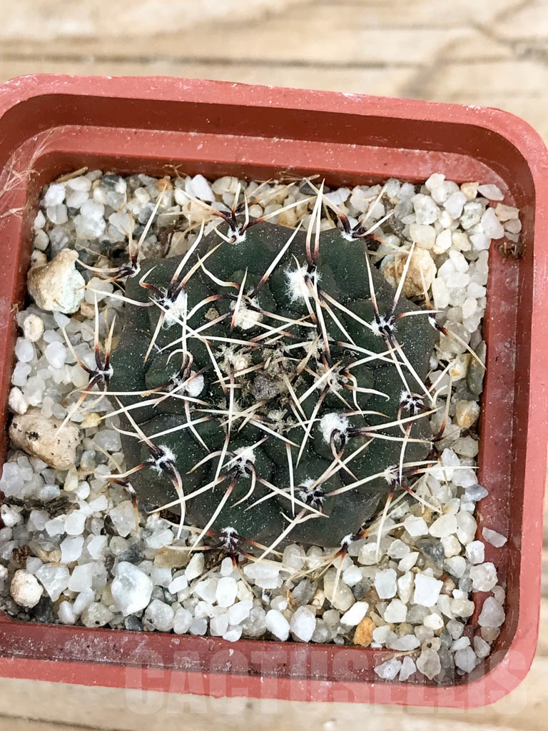 SHPR9358 Gymnocalycium kieslingii L53 - Image 2