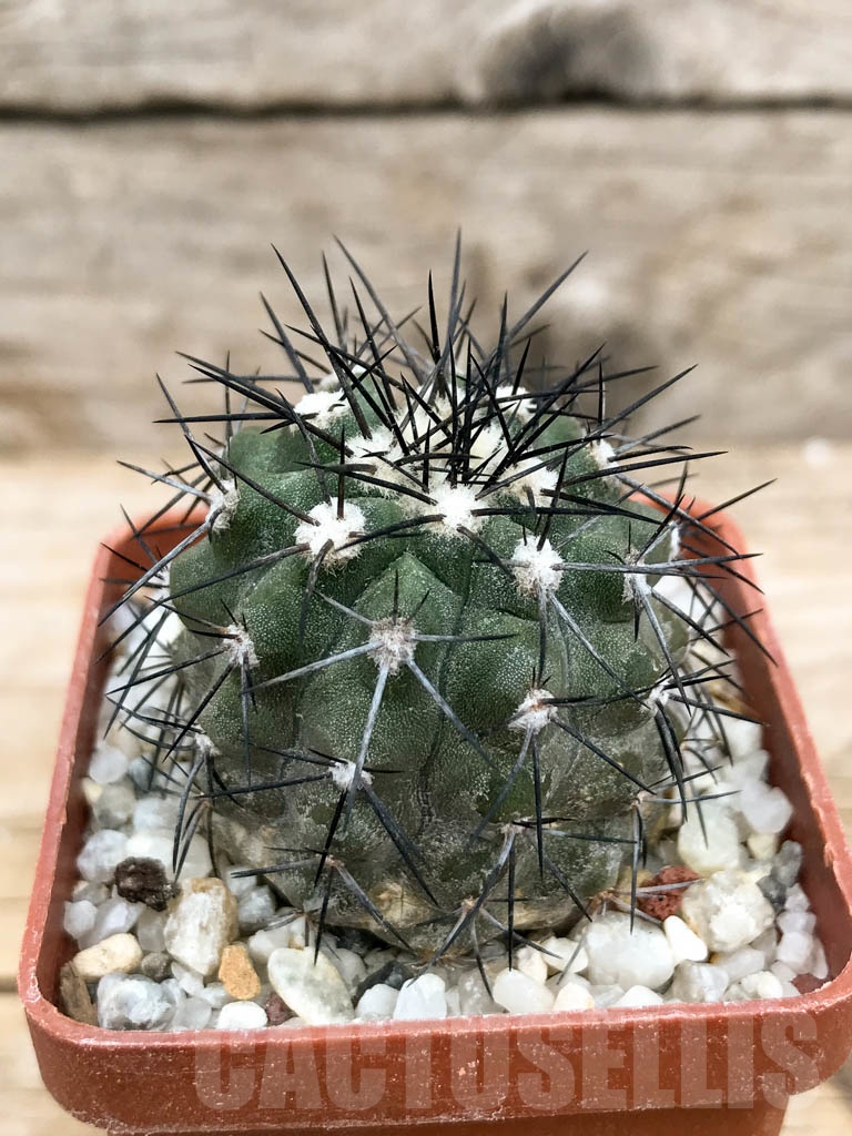 SHPR9359 Copiapoa marginata