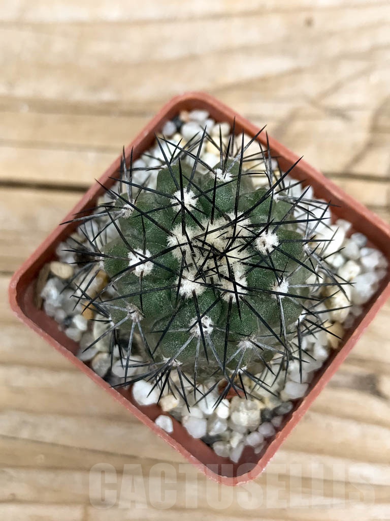 SHPR9359 Copiapoa marginata - Imagen 2