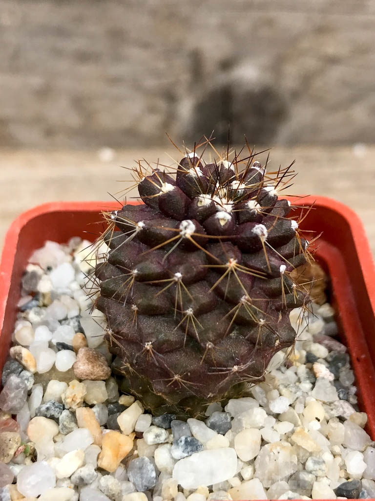 SHPR9364 Copiapoa maritima KK 1709, Paposo 50-100m, Chile - Image 2