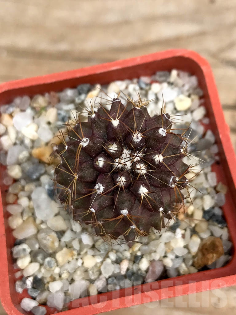 SHPR9364 Copiapoa maritima KK 1709, Paposo 50-100m, Chile