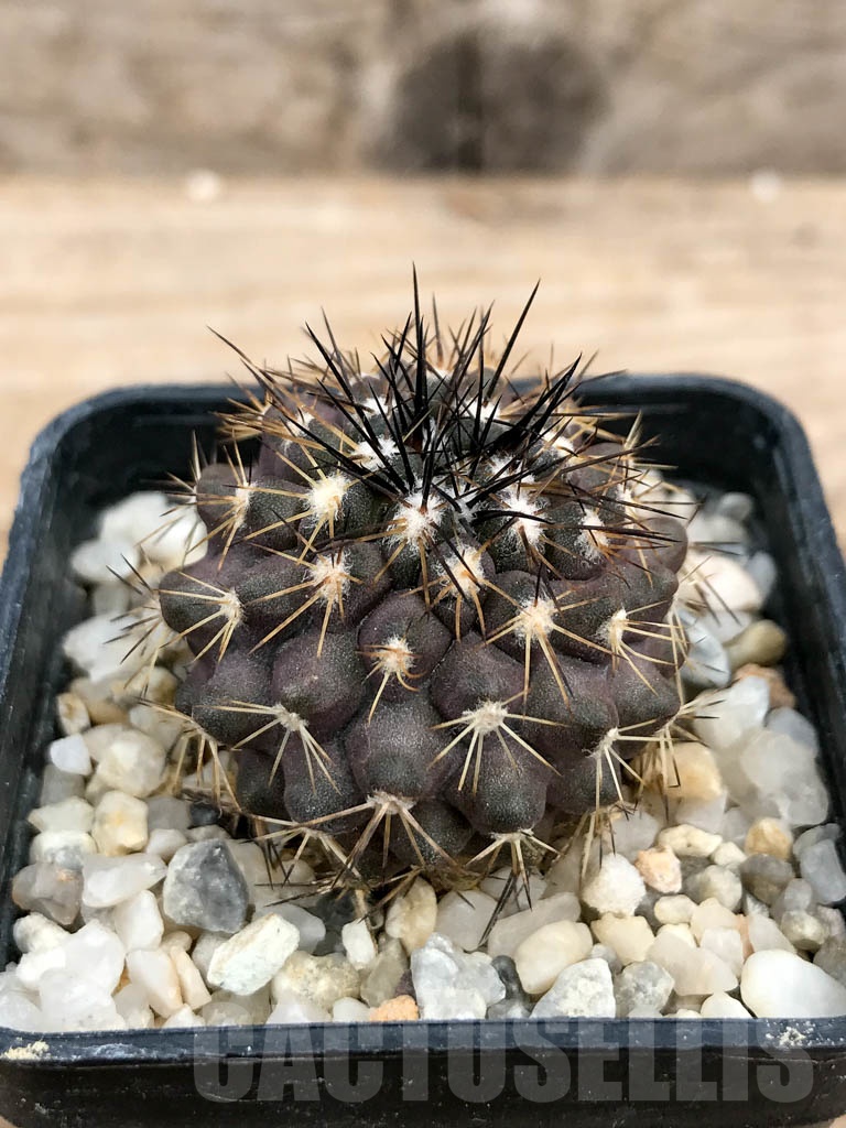 SHPR9365 Copiapoa megarhiza v. parvula PV 2424, east Caldera, Chile