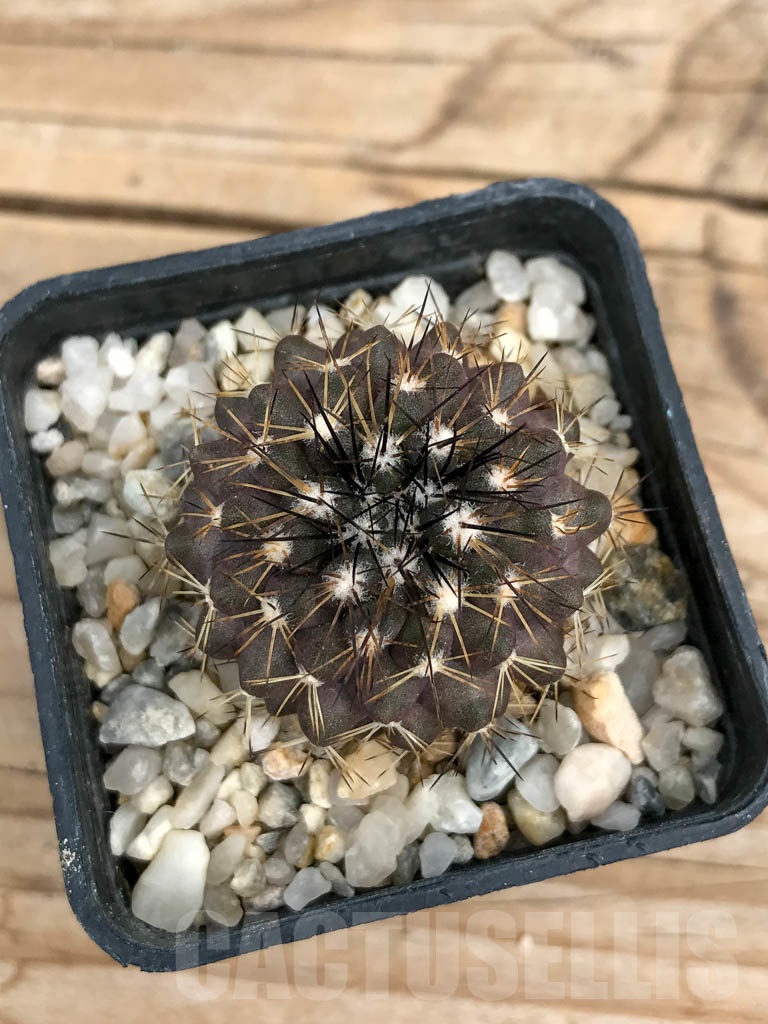 SHPR9365 Copiapoa megarhiza v. parvula PV 2424, east Caldera, Chile - Imagen 3