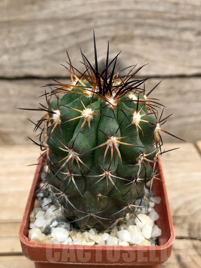 SHPR9366 Copiapoa bridgesii