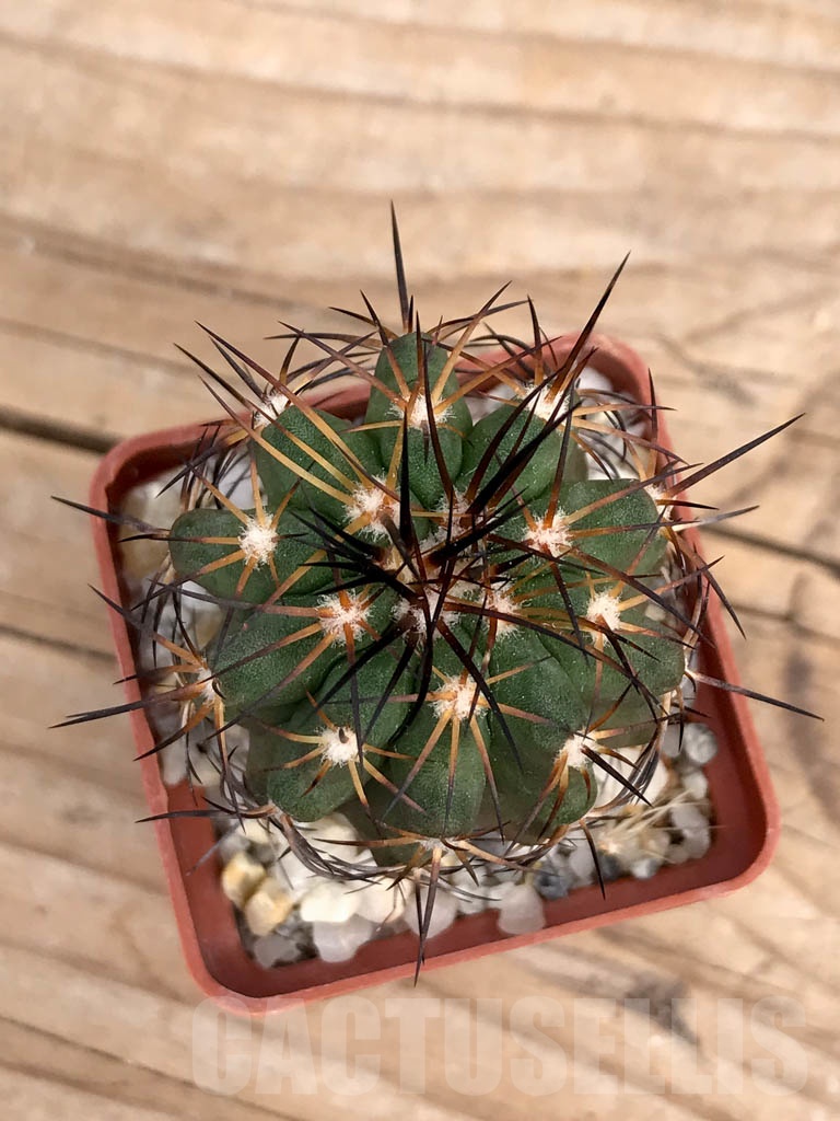 SHPR9366 Copiapoa bridgesii - Image 3