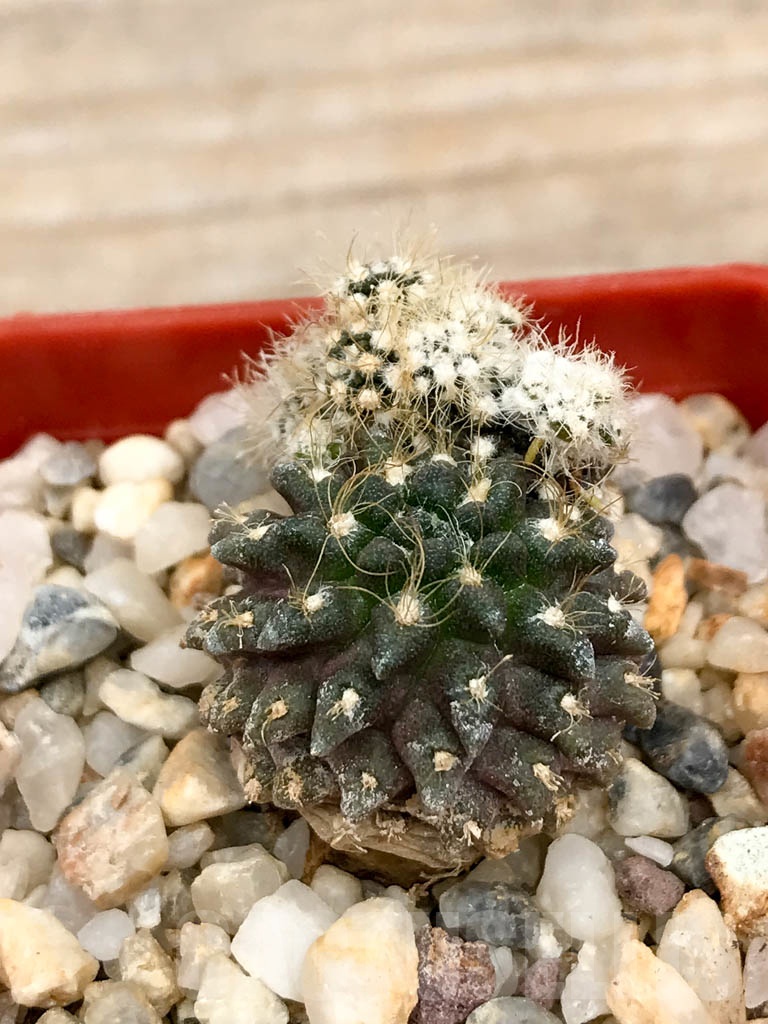 SHPR9368 Eriosyce taltalensis subs. pilispina - Image 2