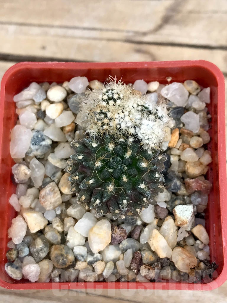 SHPR9368 Eriosyce taltalensis subs. pilispina