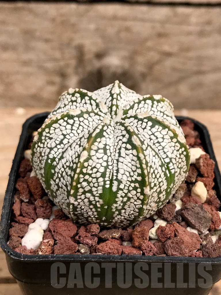 SHPR9374 Astrophytum 'Superkabuto' x 'Onzuka' - Obrázek 2