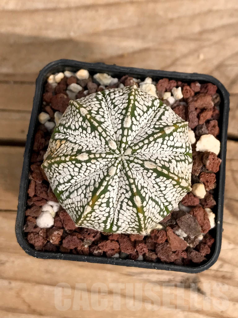 SHPR9374 Astrophytum 'Superkabuto' x 'Onzuka'