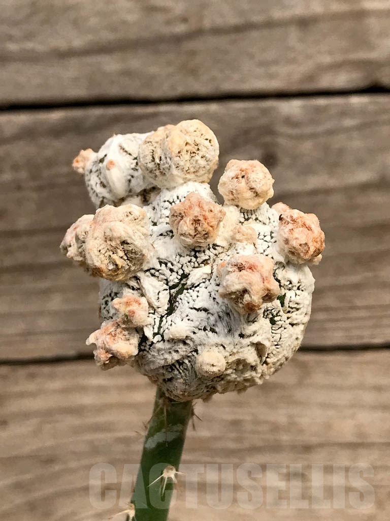 SHPR9375 Astrophytum 'Onzuka' snow type, grafted - Image 2